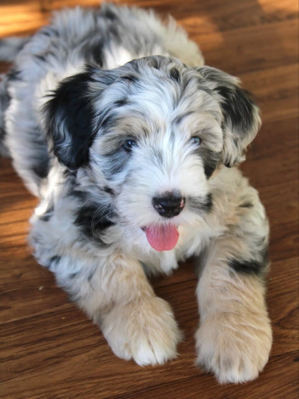 Milo photo 2