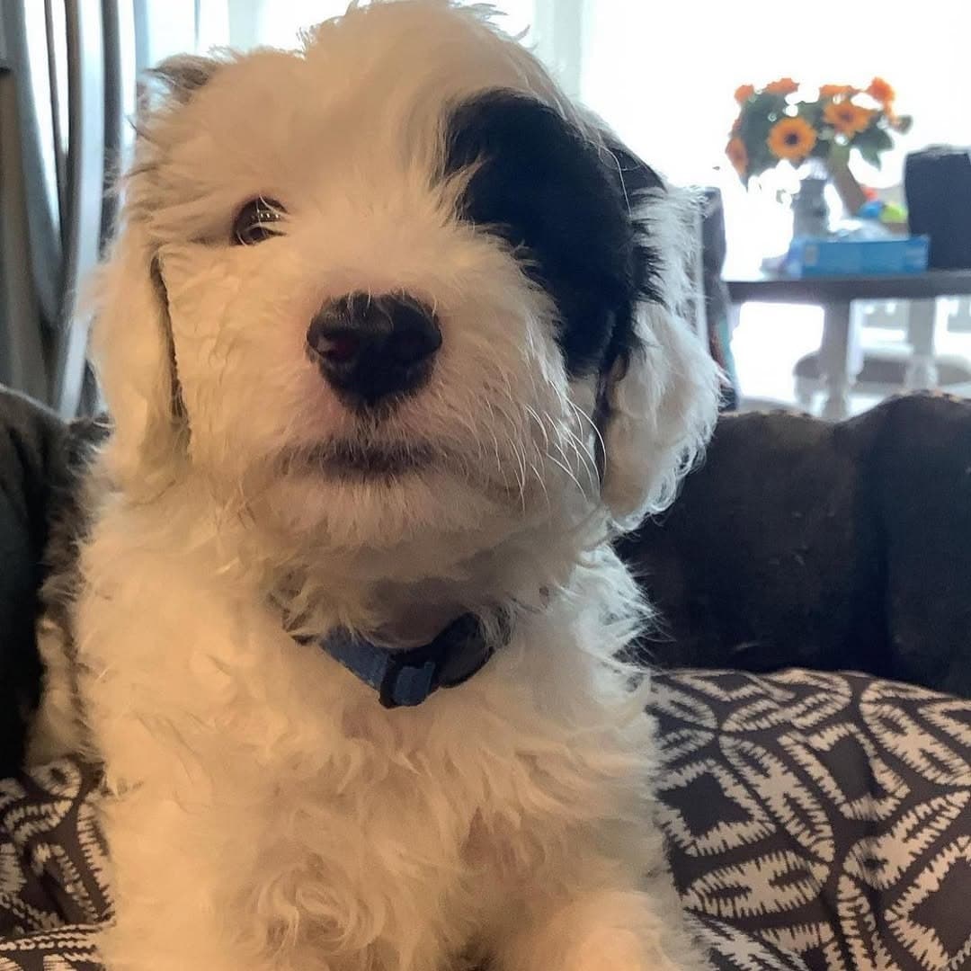 Molly the Sheepadoodle