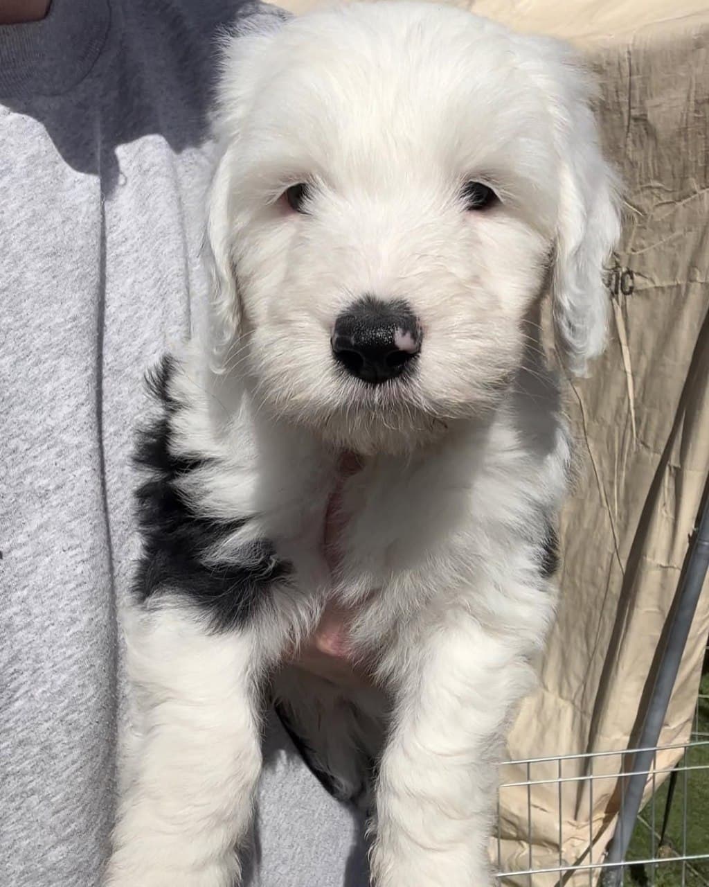 Adorable Sheepadoodle puppy - fluffy white and black coat